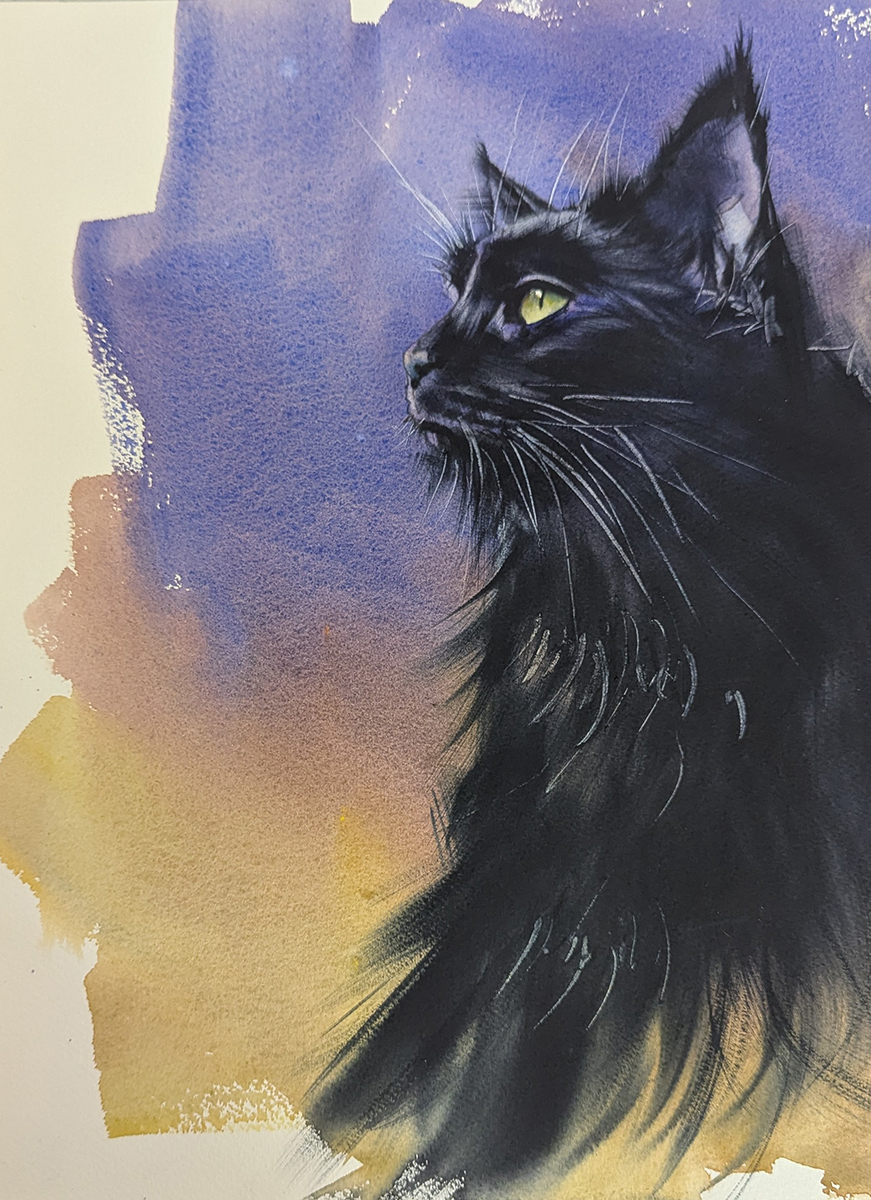 Gato negro