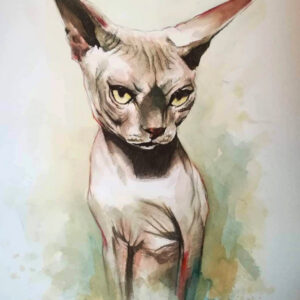 Gato esfinge