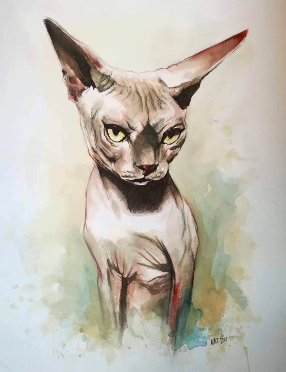 Gato esfinge