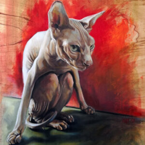 Sphynx cat