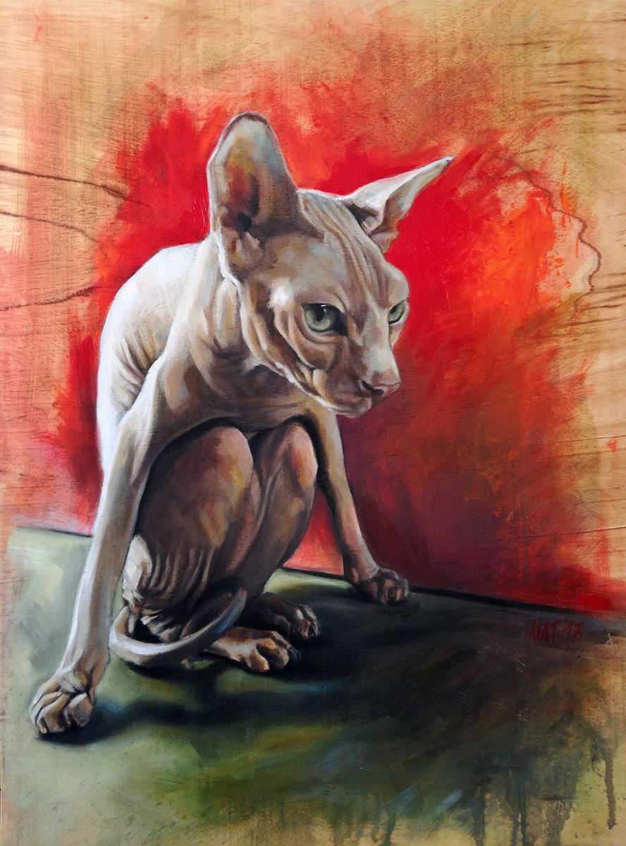 Sphynx cat